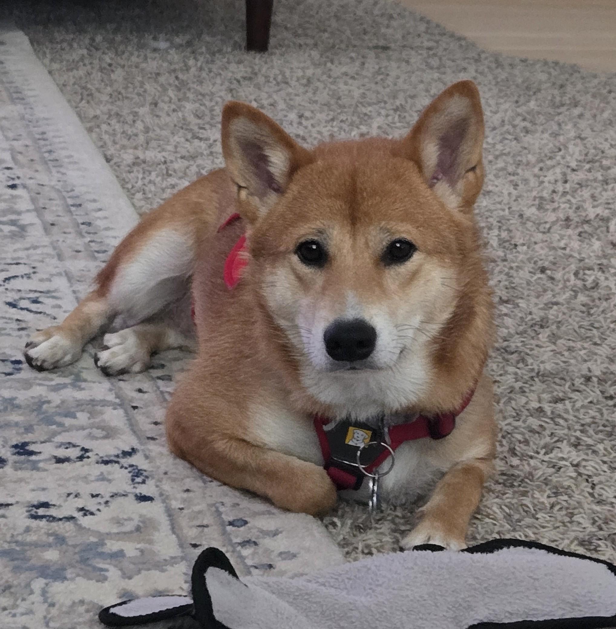 Enlarge Faith, a Adopted Shiba Inu in Columbus, OH image 3/6