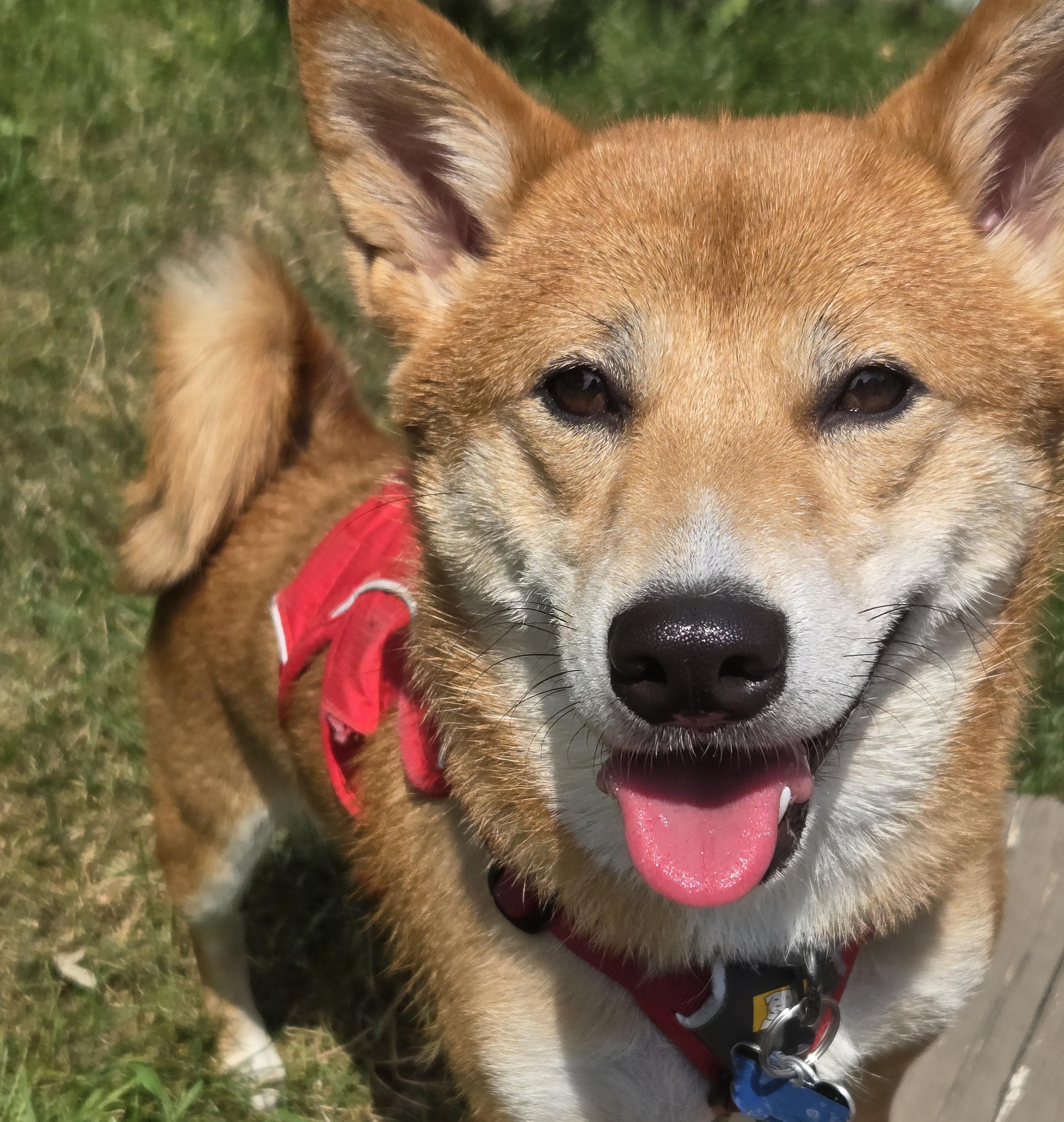 Enlarge Faith, a Adopted Shiba Inu in Columbus, OH image 2/6