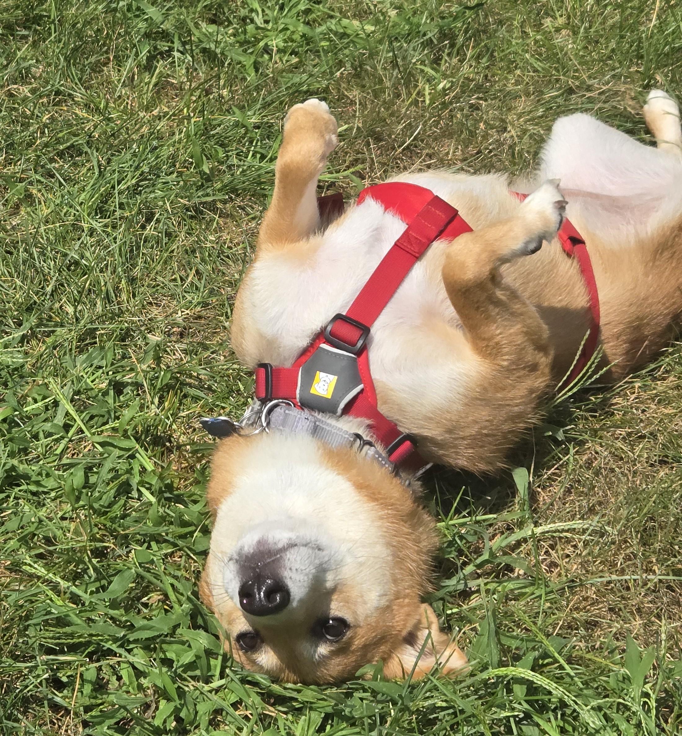 Enlarge Faith, a Adopted Shiba Inu in Columbus, OH image 5/6