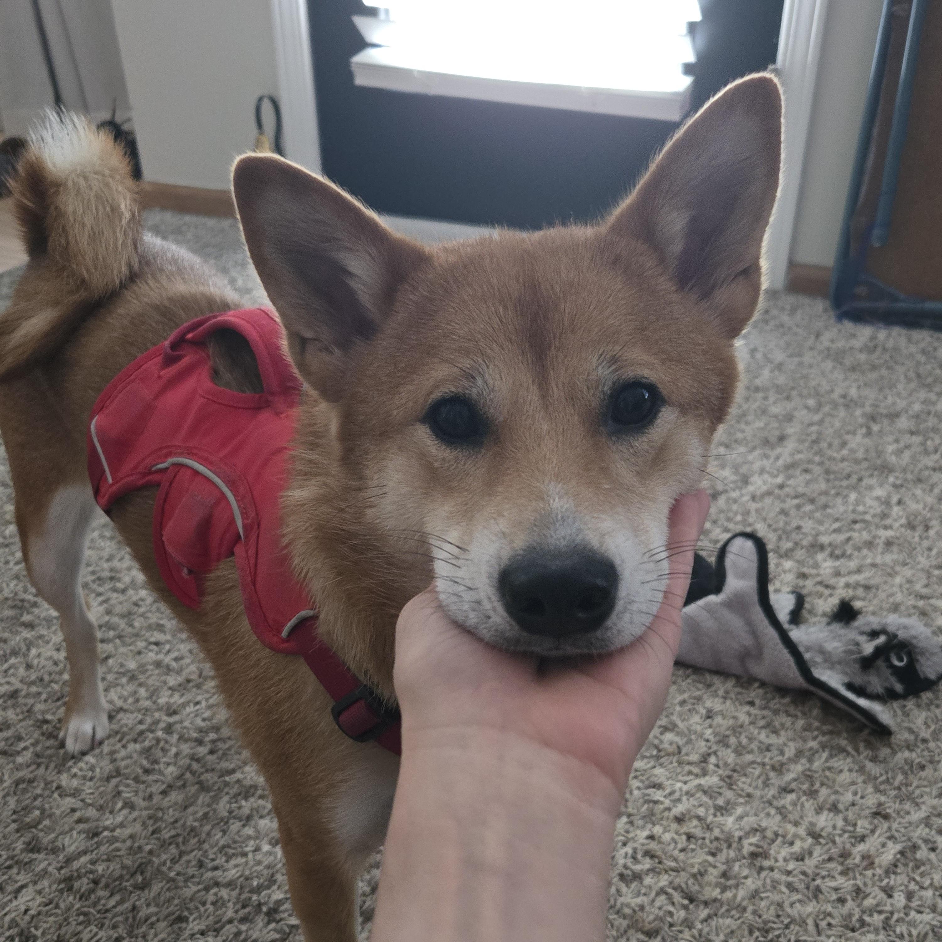 Enlarge Faith, a Adopted Shiba Inu in Columbus, OH image 6/6