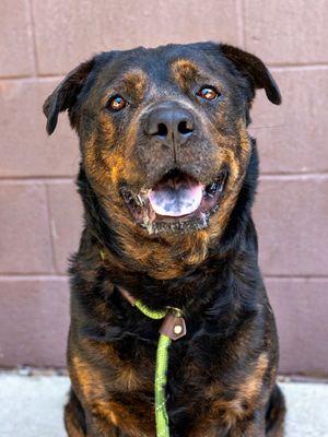 Daquillo, Adoptable, Adult Male Rottweiler.