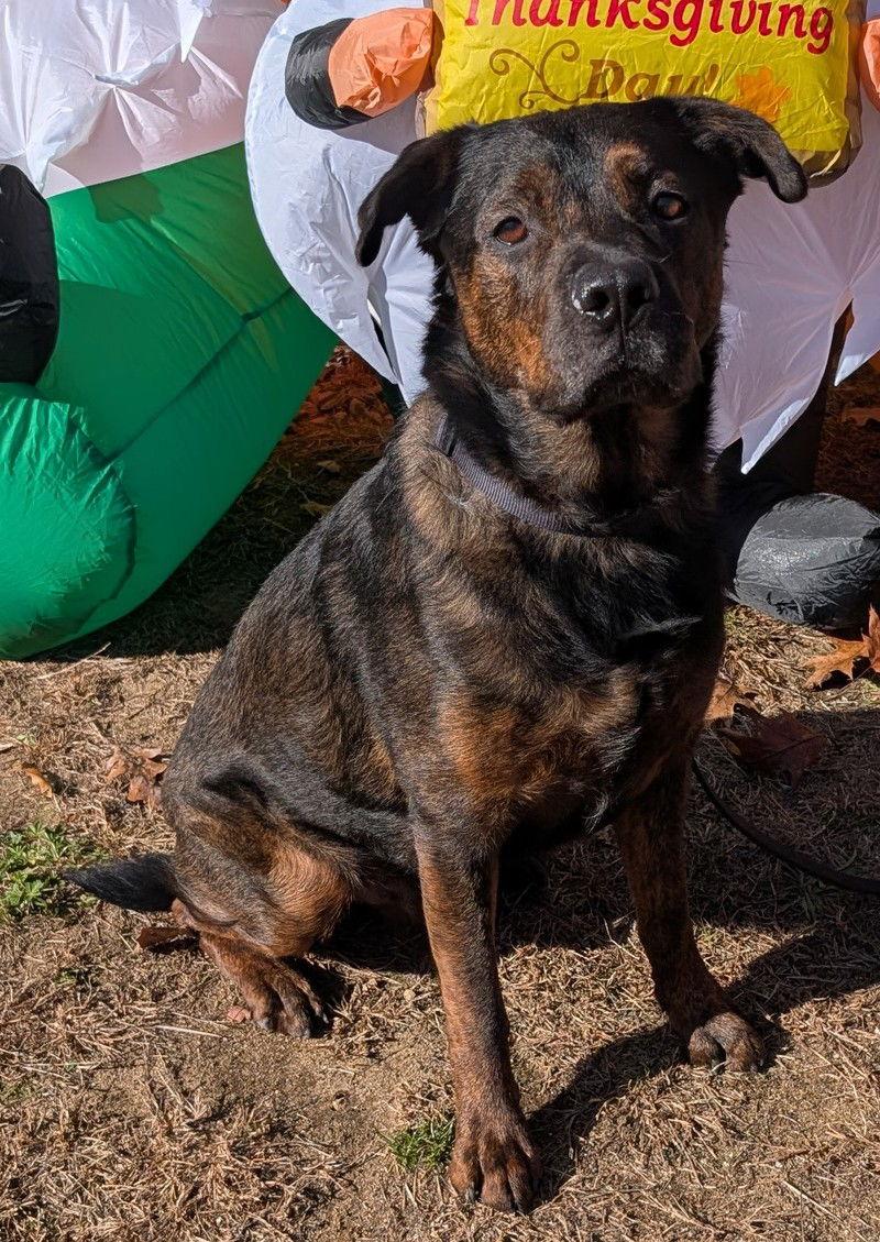 Enlarge Daquillo, a Adoptable Rottweiler in Hillsboro, NH image 2/3