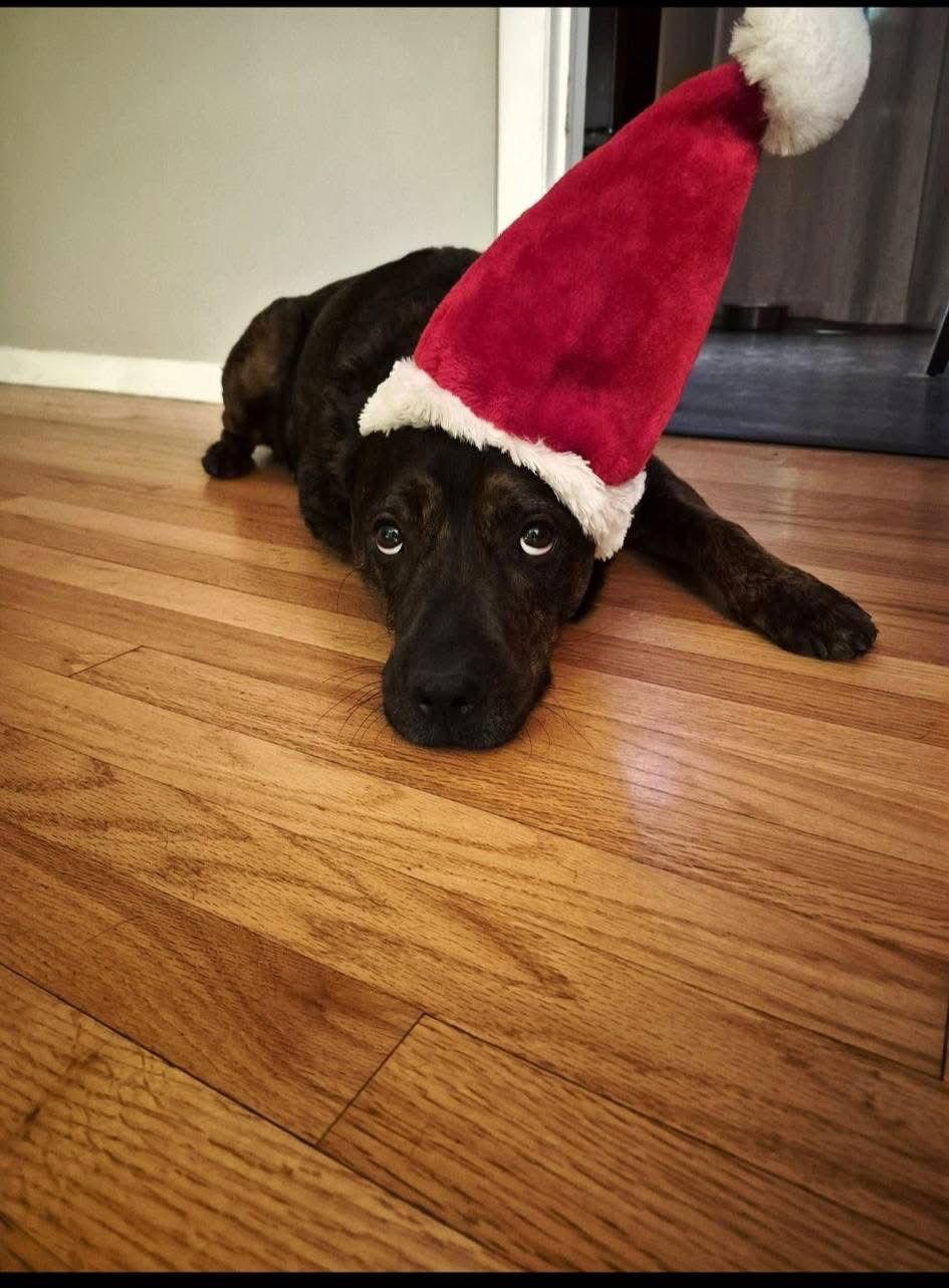 Enlarge Daquillo, a Adoptable Rottweiler in Hillsboro, NH image 3/3