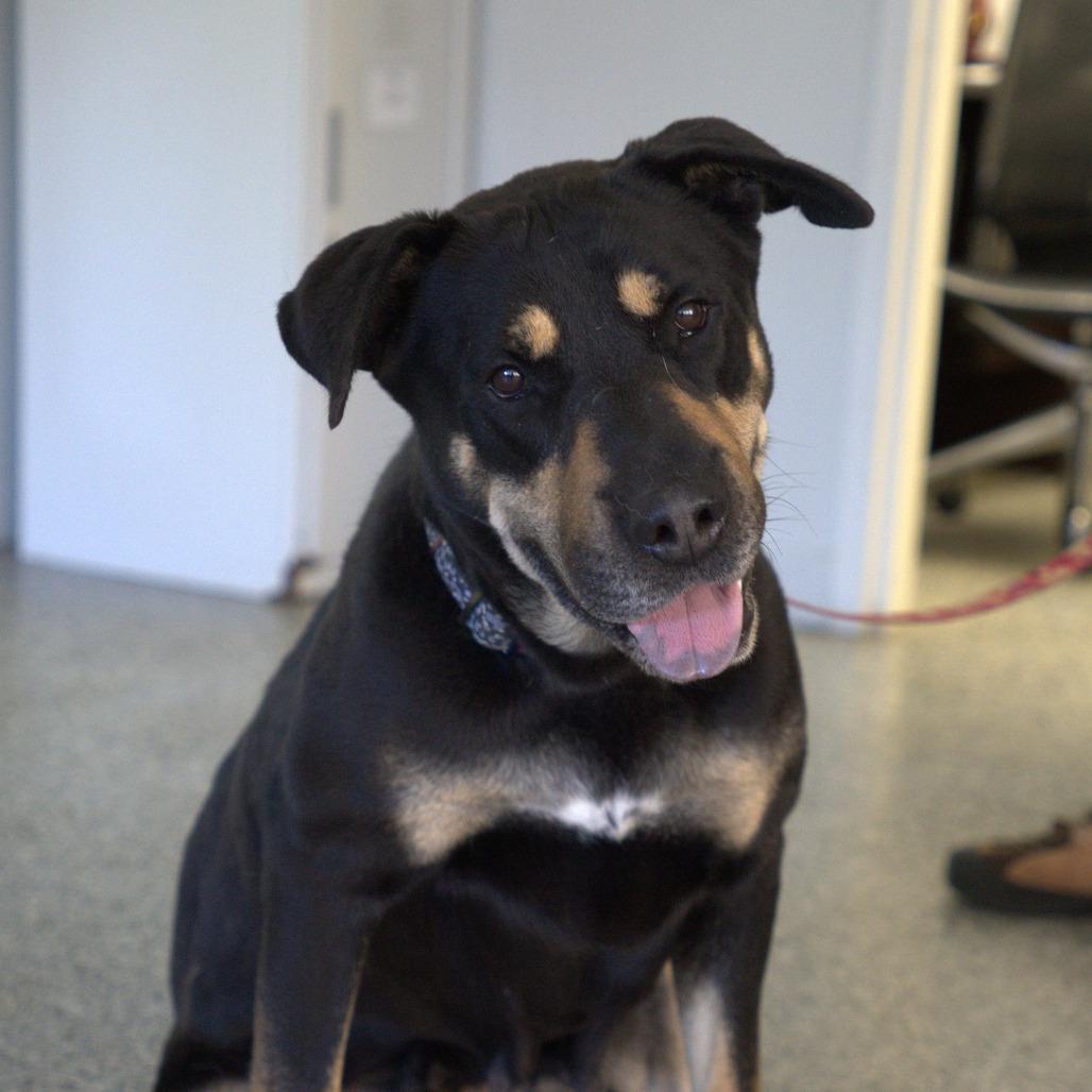 Enlarge Blair, a Adoptable mixed breed in Long Beach, CA image 1/4