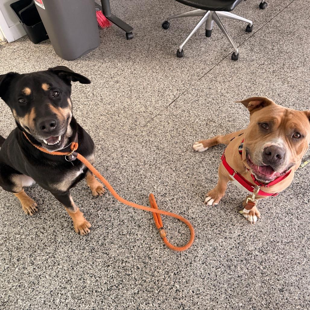 Enlarge Blair, a Adoptable mixed breed in Long Beach, CA image 3/4