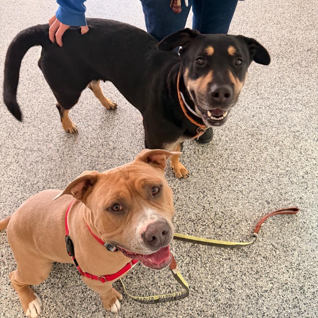 Enlarge Blair, a Adoptable mixed breed in Long Beach, CA image 4/4