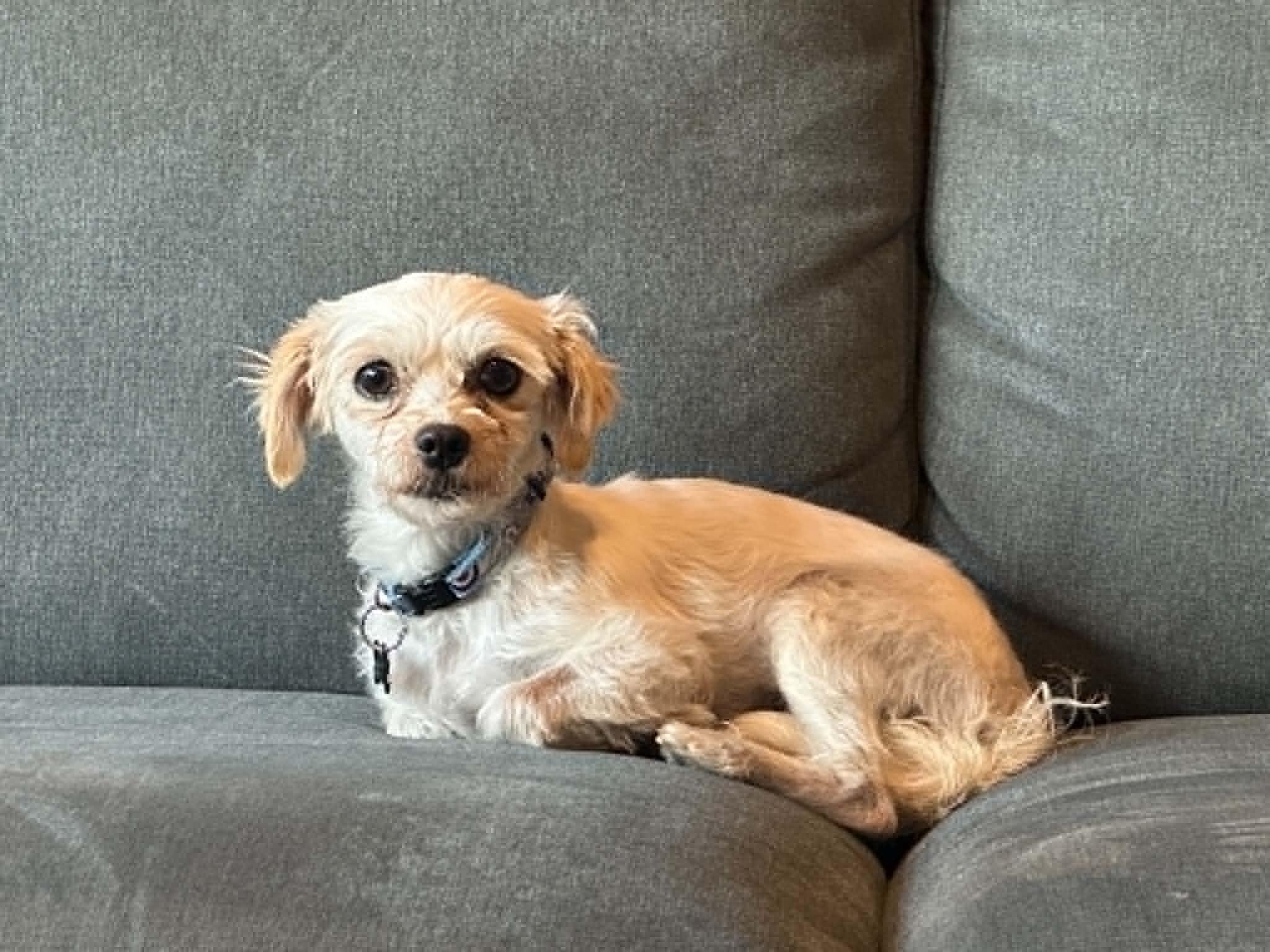 Enlarge Heidi, a ADOPTABLE mixed breed in Calgary, AB image 1/5