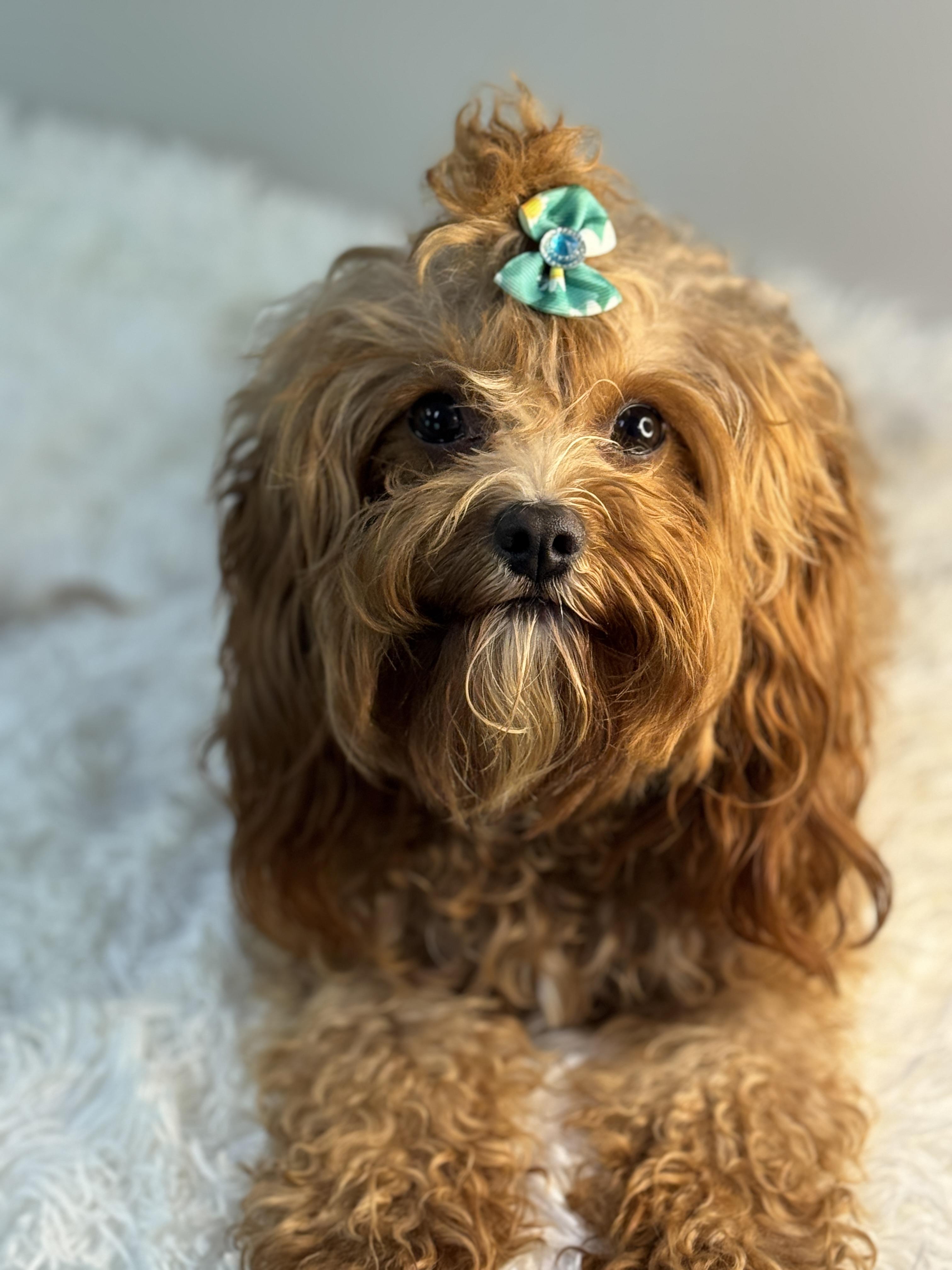 Hazel, Young Female Poodle