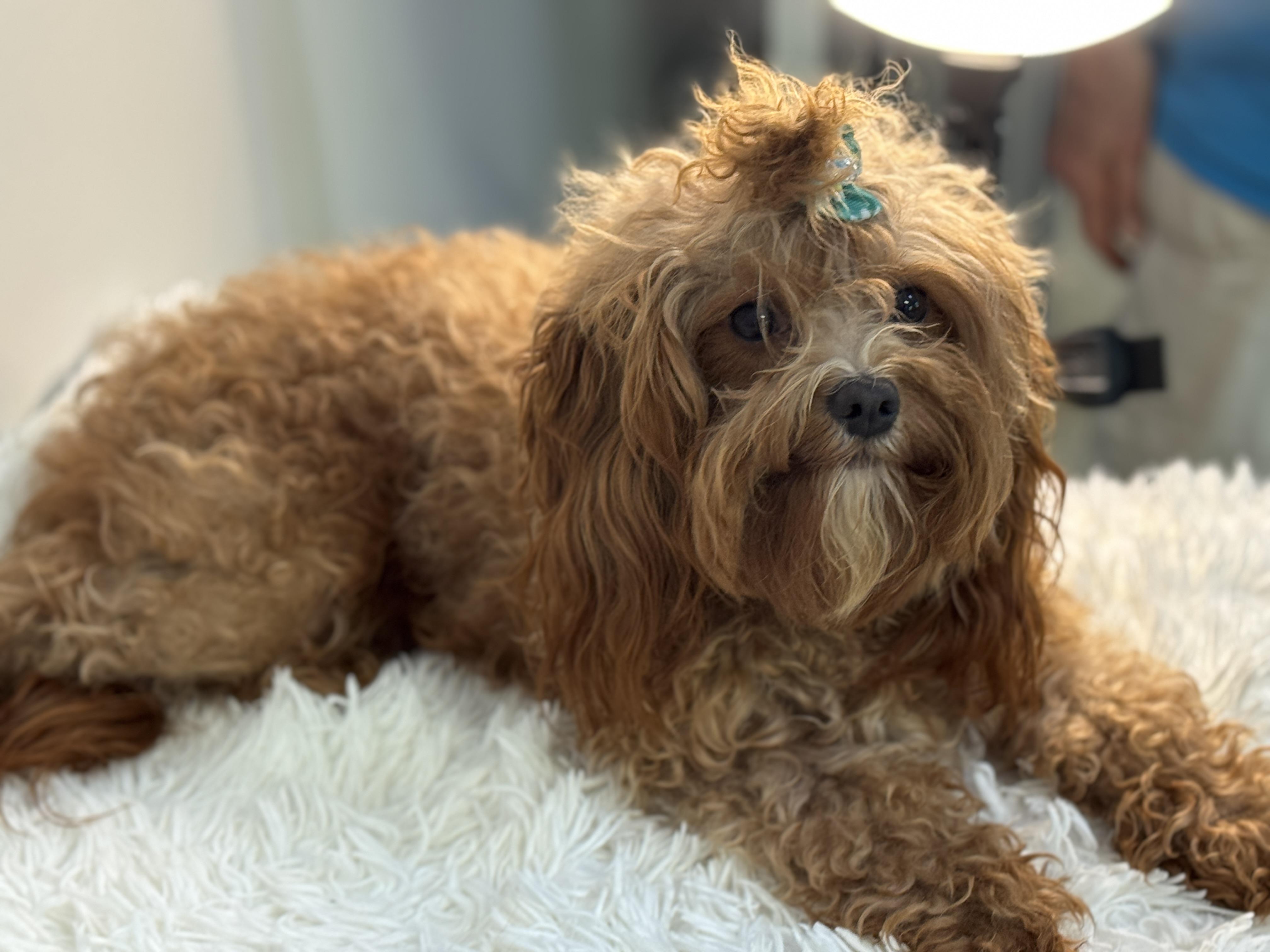 Hazel photo 2