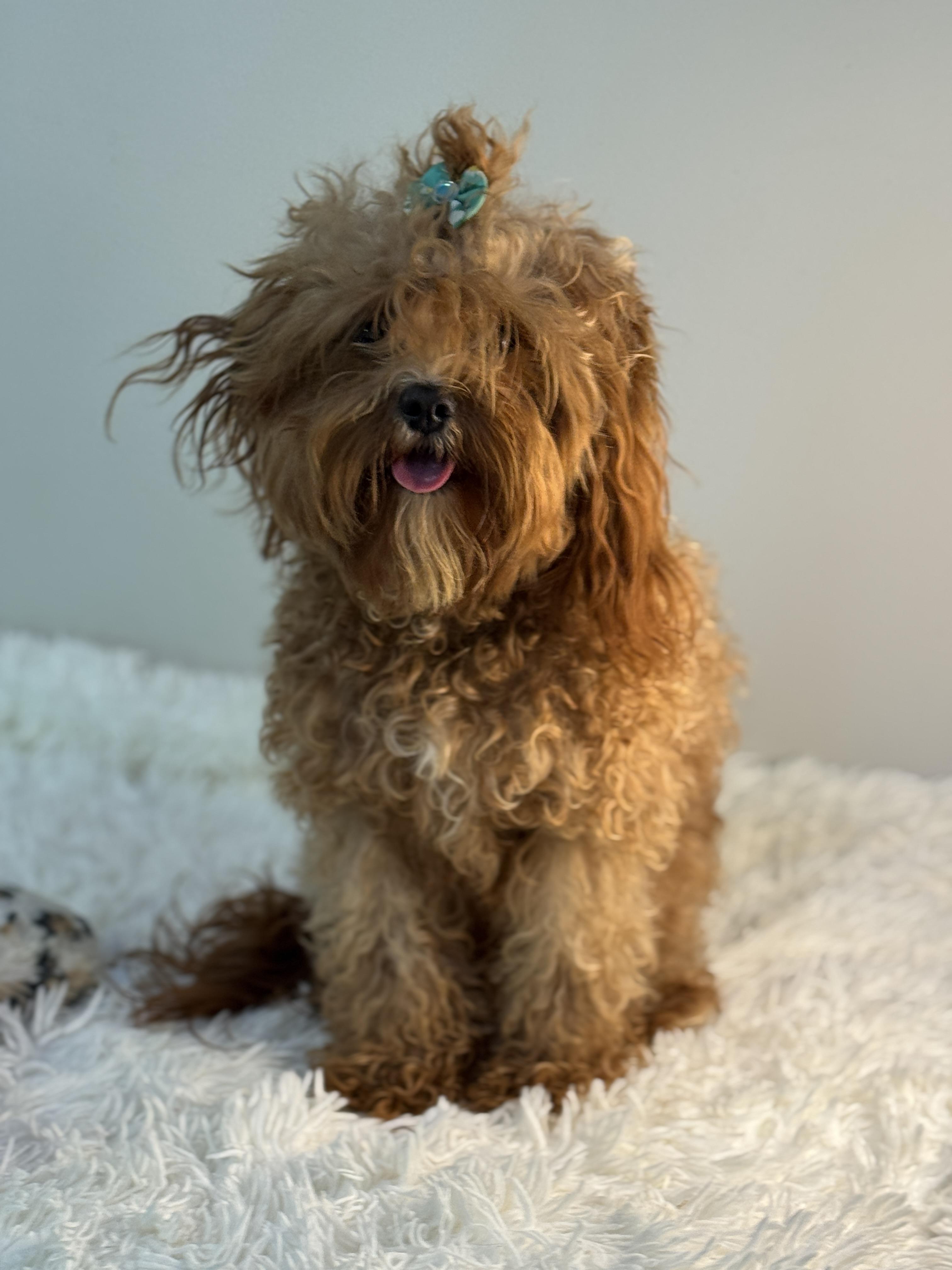 Hazel photo 4