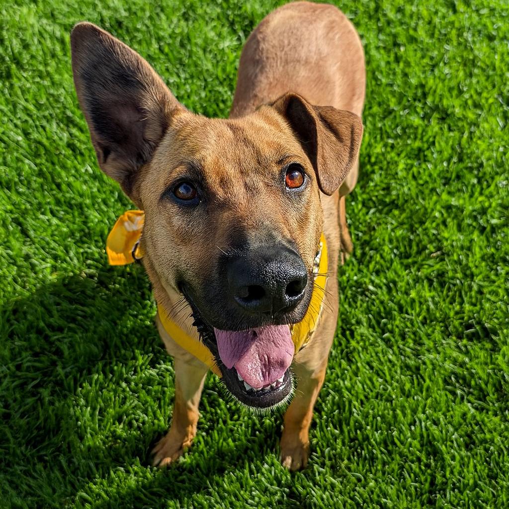 Zadee, ADOPTABLE, Young Female Cattle Dog & Retriever.