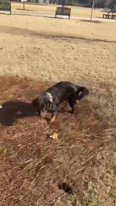 Enlarge Ivy Mae, a ADOPTABLE Anatolian Shepherd in Wando, SC video 2/2