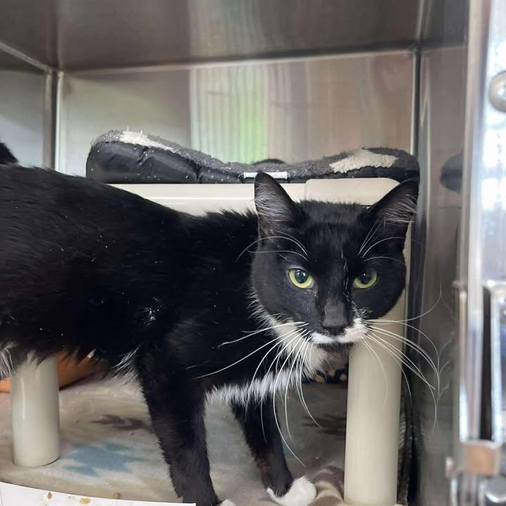 Enlarge Primrose, a ADOPTABLE Domestic Short Hair in Winthrop, ME image 1/1