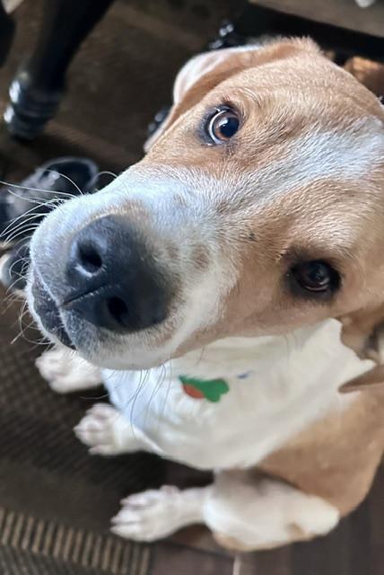 Hector, ADOPTABLE, Puppy Male Saint Bernard & Hound.