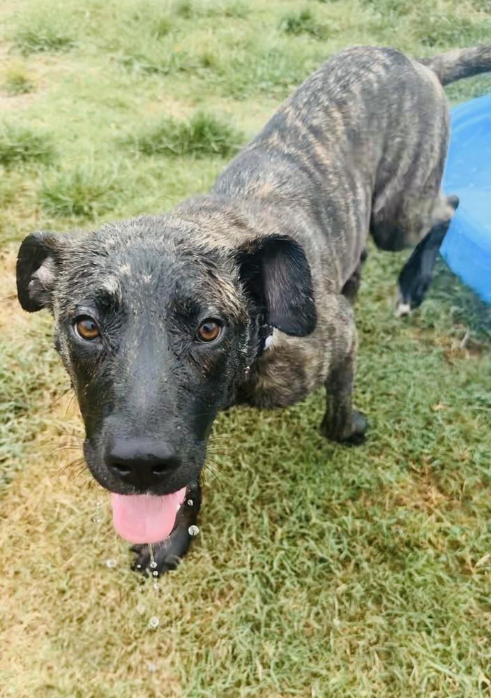 RIPLEY, Adoptable, Young Female Pit Bull Terrier & Mixed Breed.