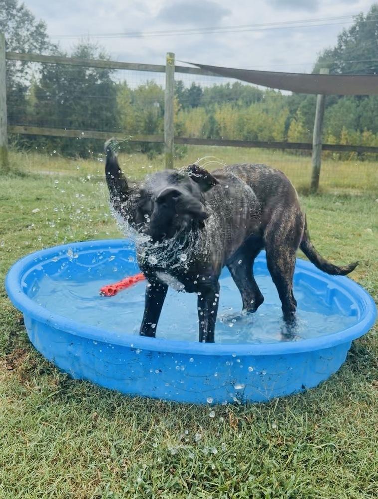 Enlarge RIPLEY, a Adoptable mixed breed in Lexington, TN image 2/5