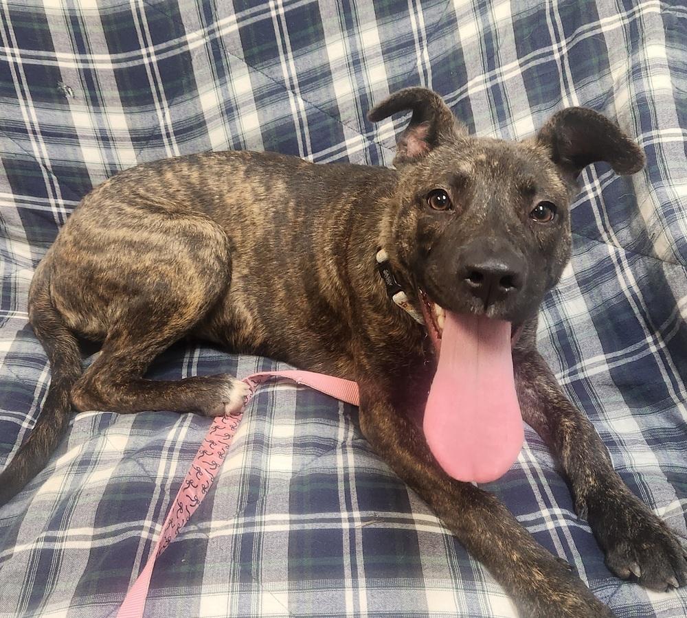 Enlarge RIPLEY, a Adoptable mixed breed in Lexington, TN image 4/5