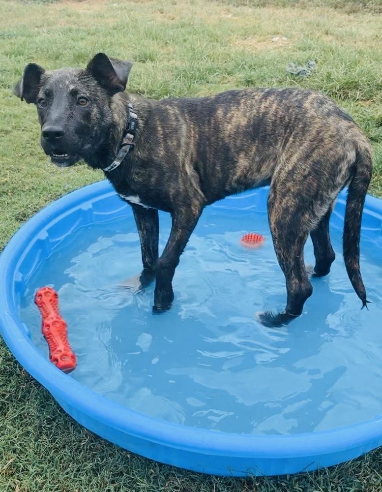 Enlarge RIPLEY, a Adoptable mixed breed in Lexington, TN image 5/5