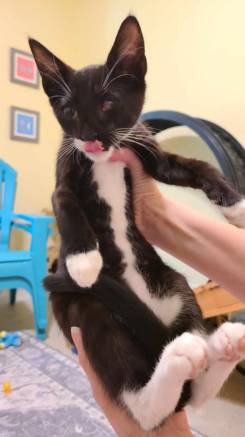 Enlarge Fracture - Winterville, GA, a Adoptable mixed breed in Athens, GA image 4/5