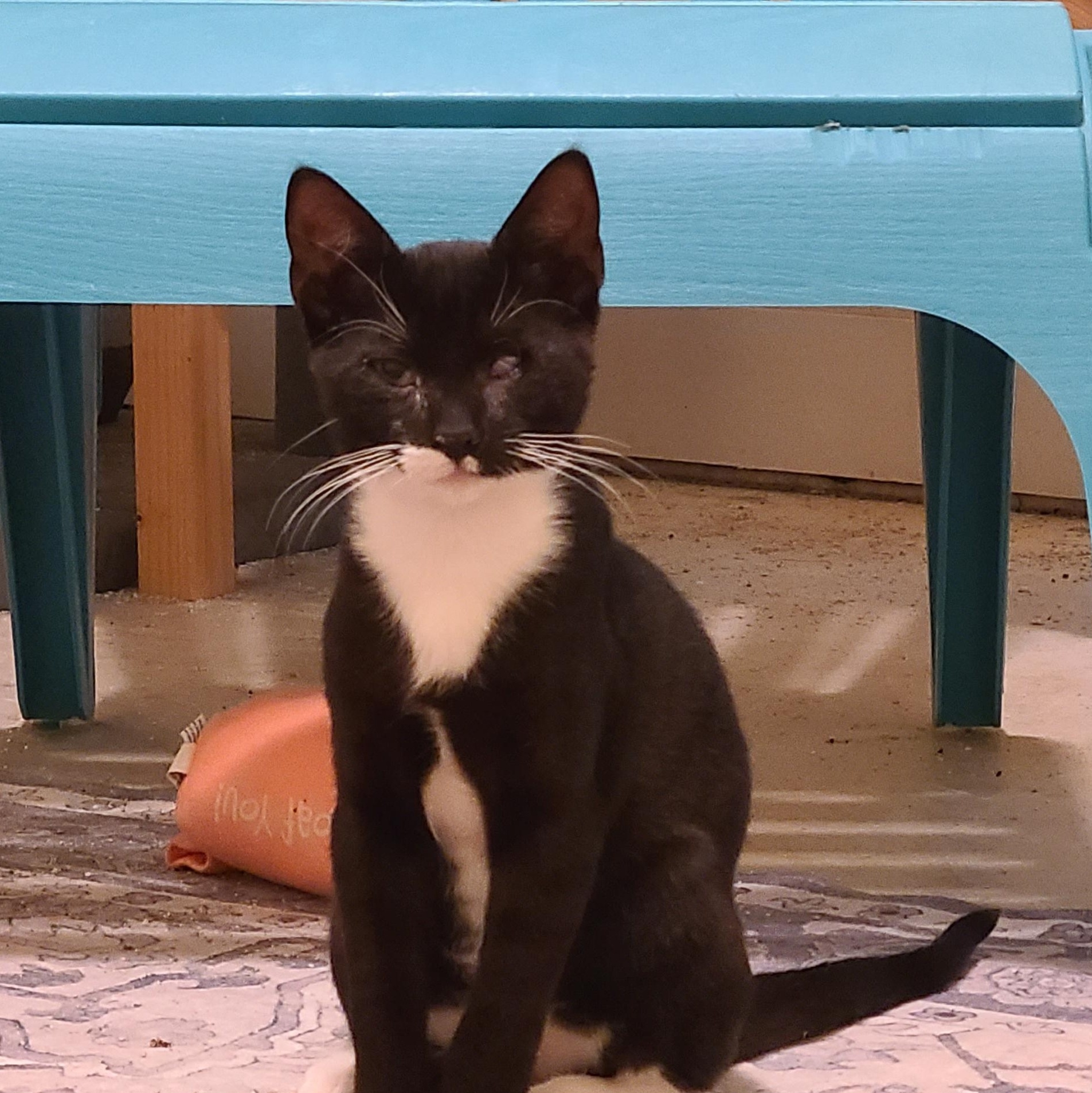 Fracture - Winterville, GA, Adoptable, Kitten Male Domestic Short Hair & Tuxedo.