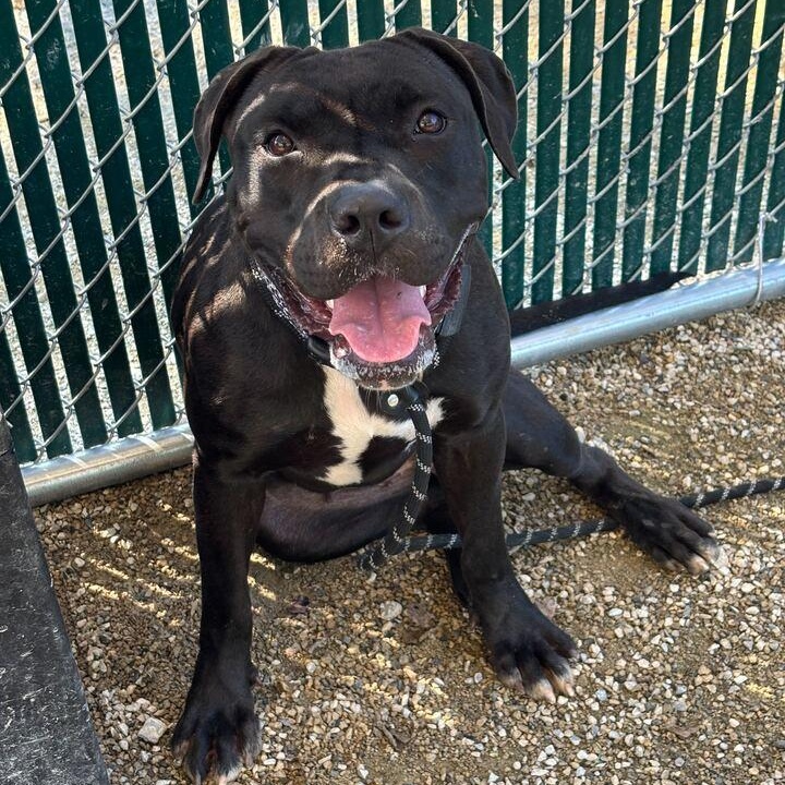 Cassie, a Adoptable American Staffordshire Terrier in Conshohocken, PA image 3/6