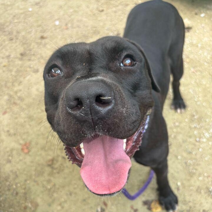 Cassie, a Adoptable American Staffordshire Terrier in Conshohocken, PA image 4/6