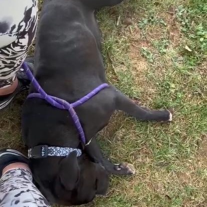 Cassie, a Adoptable American Staffordshire Terrier in Conshohocken, PA image 5/6