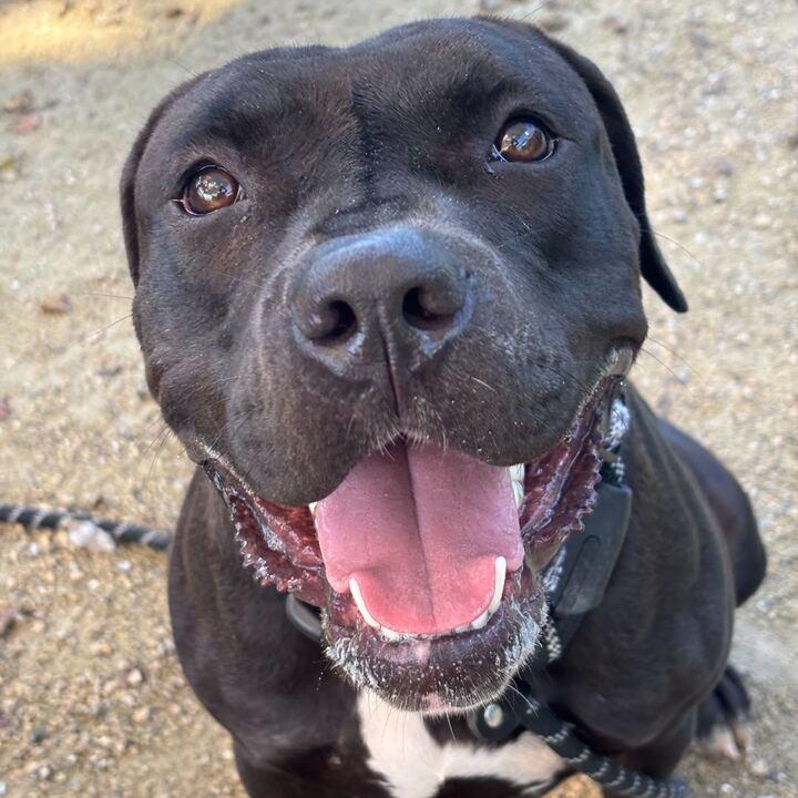 Cassie, a Adoptable American Staffordshire Terrier in Conshohocken, PA image 2/6