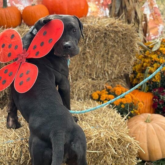 Cassie, a Adoptable American Staffordshire Terrier in Conshohocken, PA image 6/6