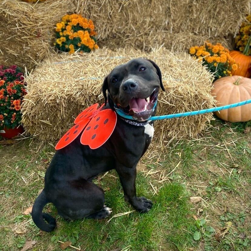 Cassie, a Adoptable American Staffordshire Terrier in Conshohocken, PA image 1/6