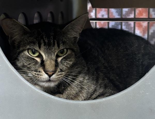 Enlarge Sammy, a Adoptable mixed breed in Vancouver, WA image 1/2