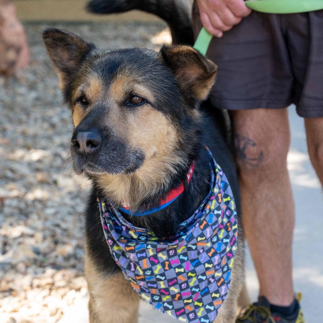 Kevin, Adoptable, Adult Male German Shepherd Dog & Mixed Breed.
