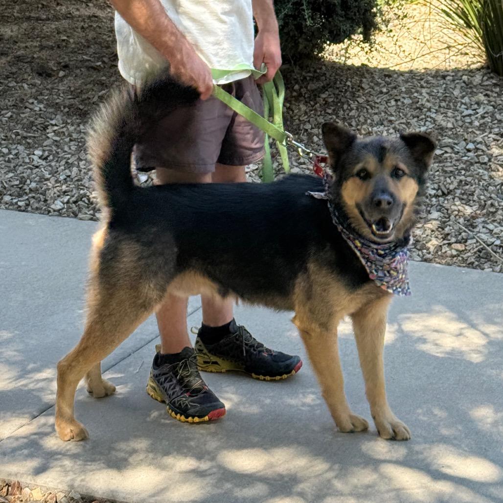 Kevin, a Adoptable mixed breed in Albuquerque, NM image 2/5