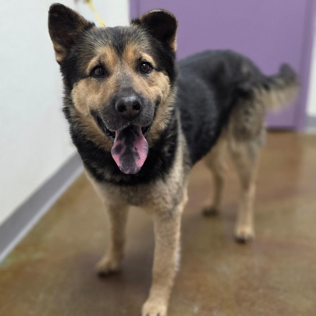 Kevin, a Adoptable mixed breed in Albuquerque, NM image 3/5