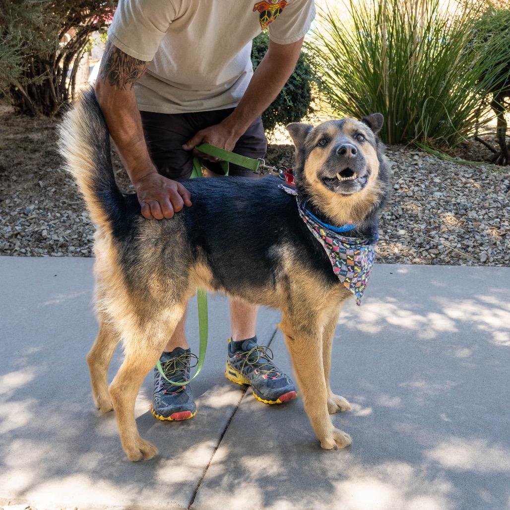 Kevin, a Adoptable mixed breed in Albuquerque, NM image 4/5