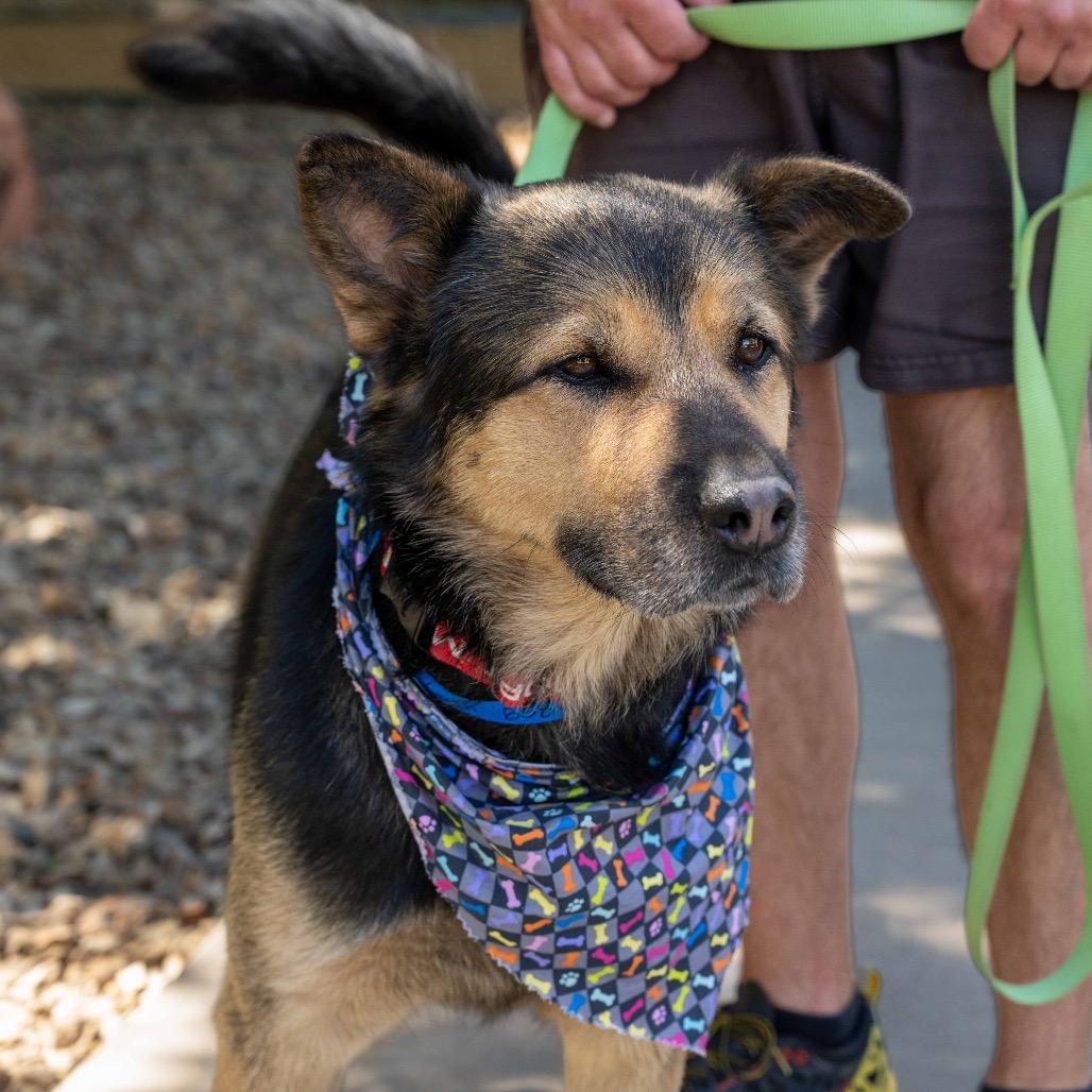 Kevin, a Adoptable mixed breed in Albuquerque, NM image 5/5