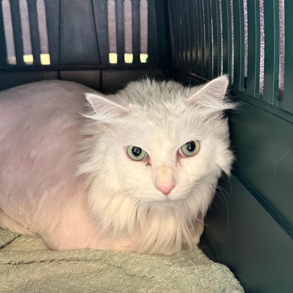 Enlarge Yoda, a Adoptable Domestic Long Hair in Concord, NH image 1/1