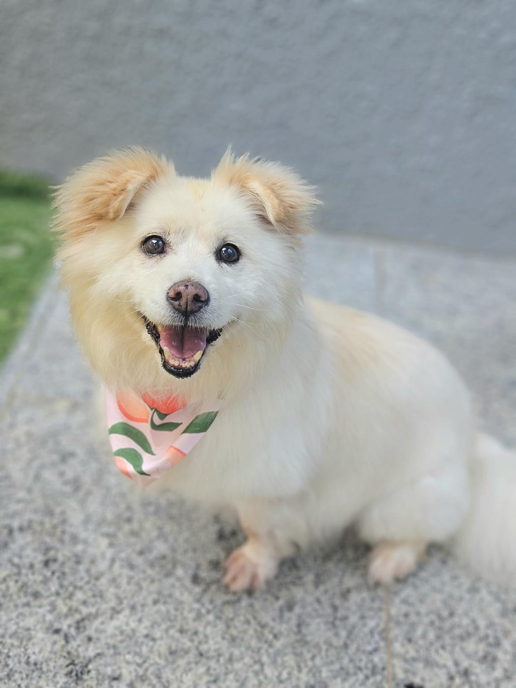 Piper, Adoptable, Young Female Spitz.