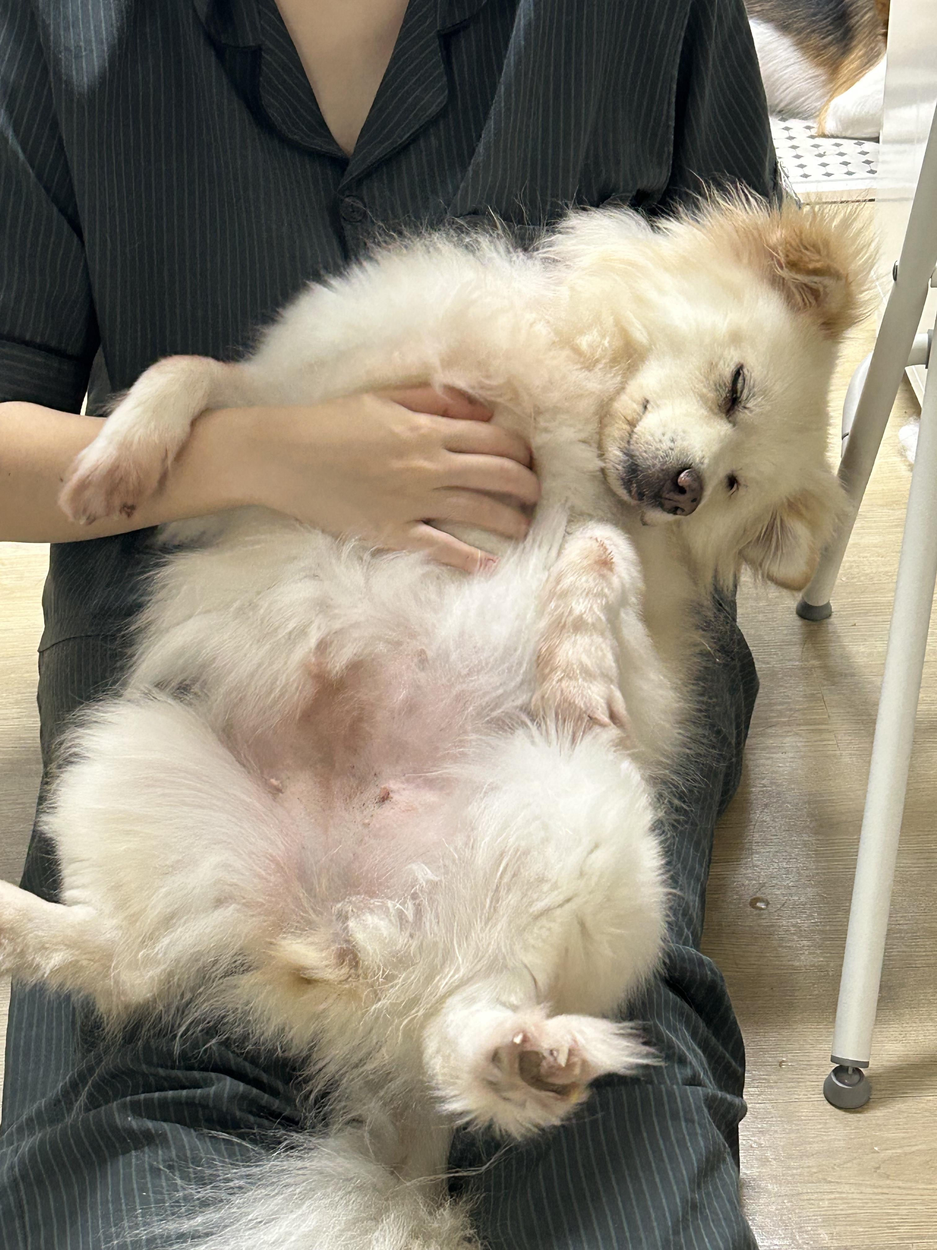 Enlarge Piper, a Adoptable mixed breed in Duluth, GA image 6/6