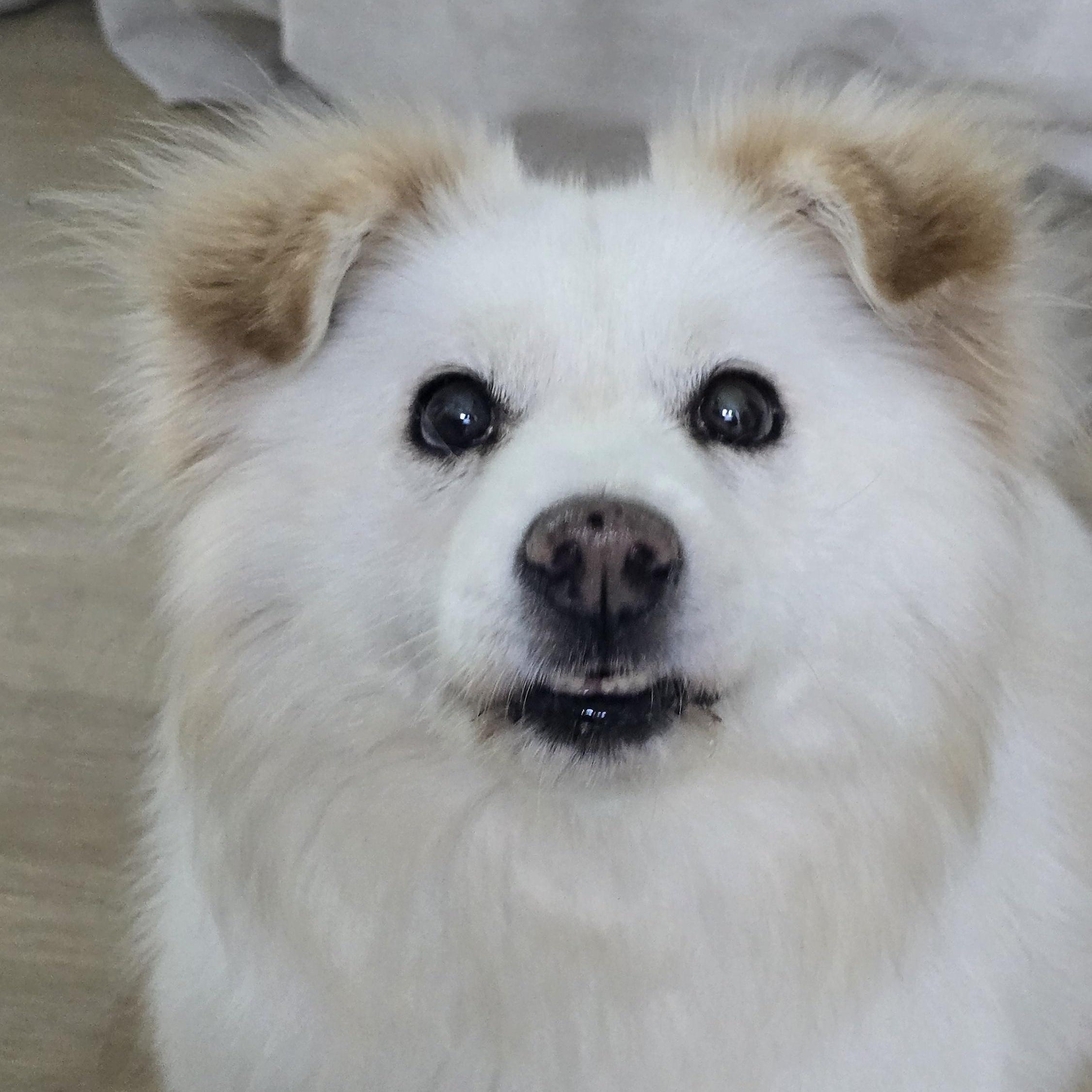 Enlarge Piper, a Adoptable mixed breed in Duluth, GA image 2/6