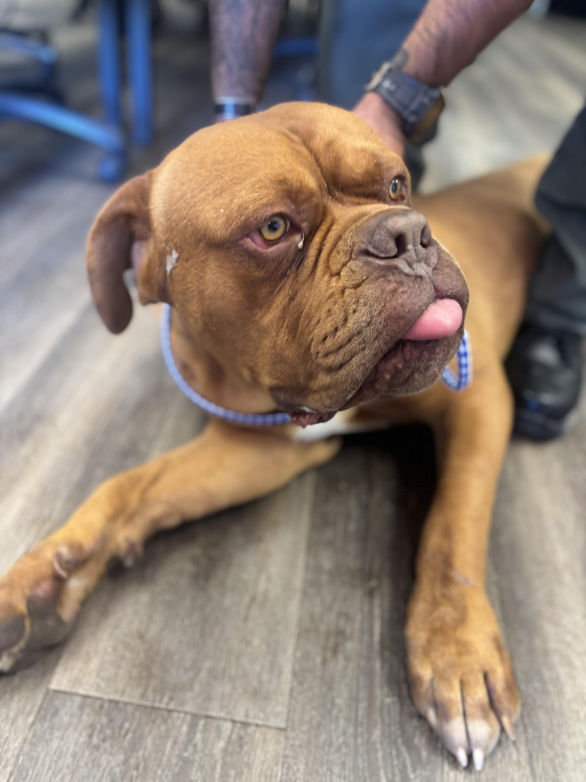 Achilles #1640 (906), Adoptable, Adult Male Dogue de Bordeaux.