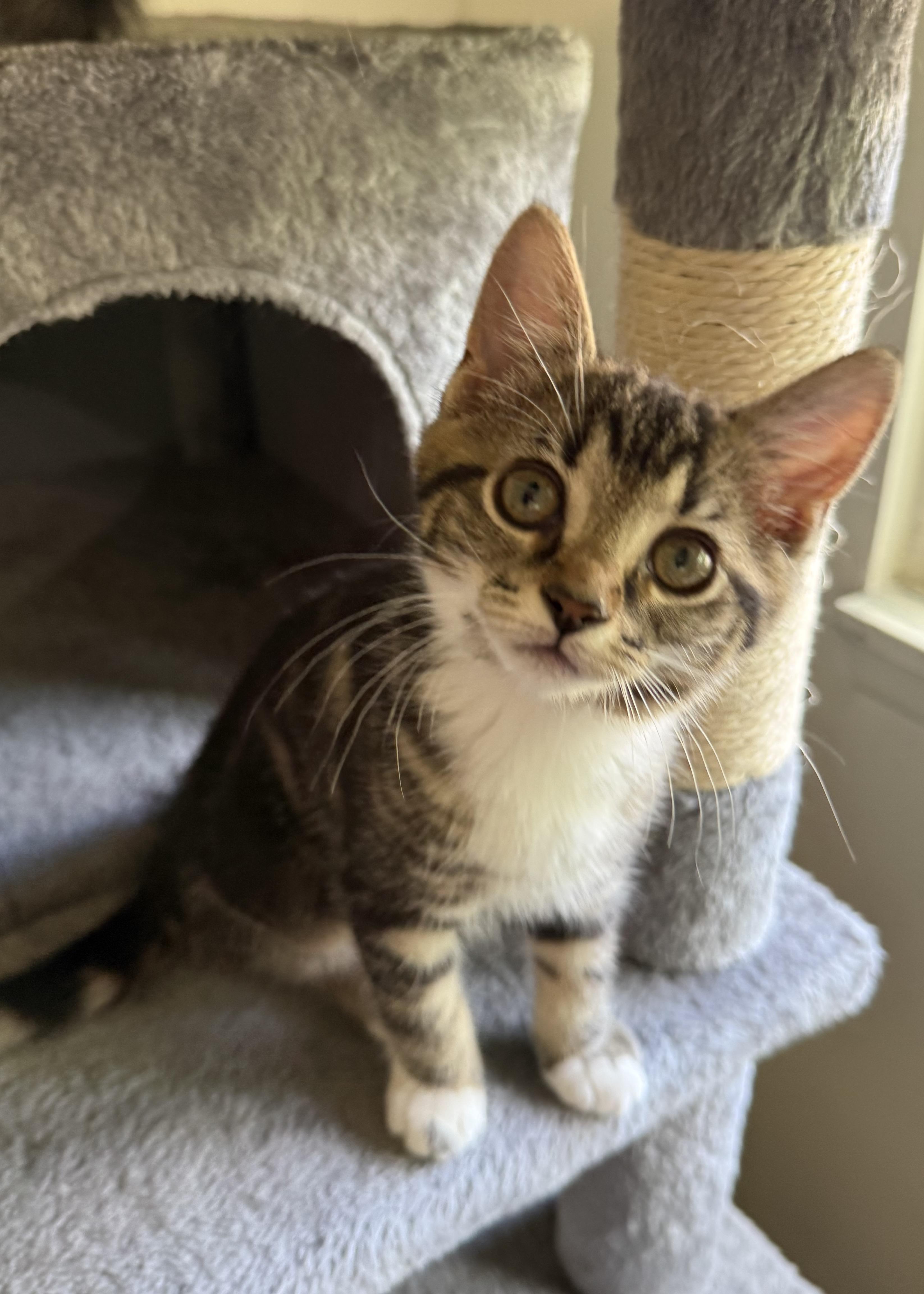 Olivia, Adoptable, Kitten Female Domestic Short Hair.