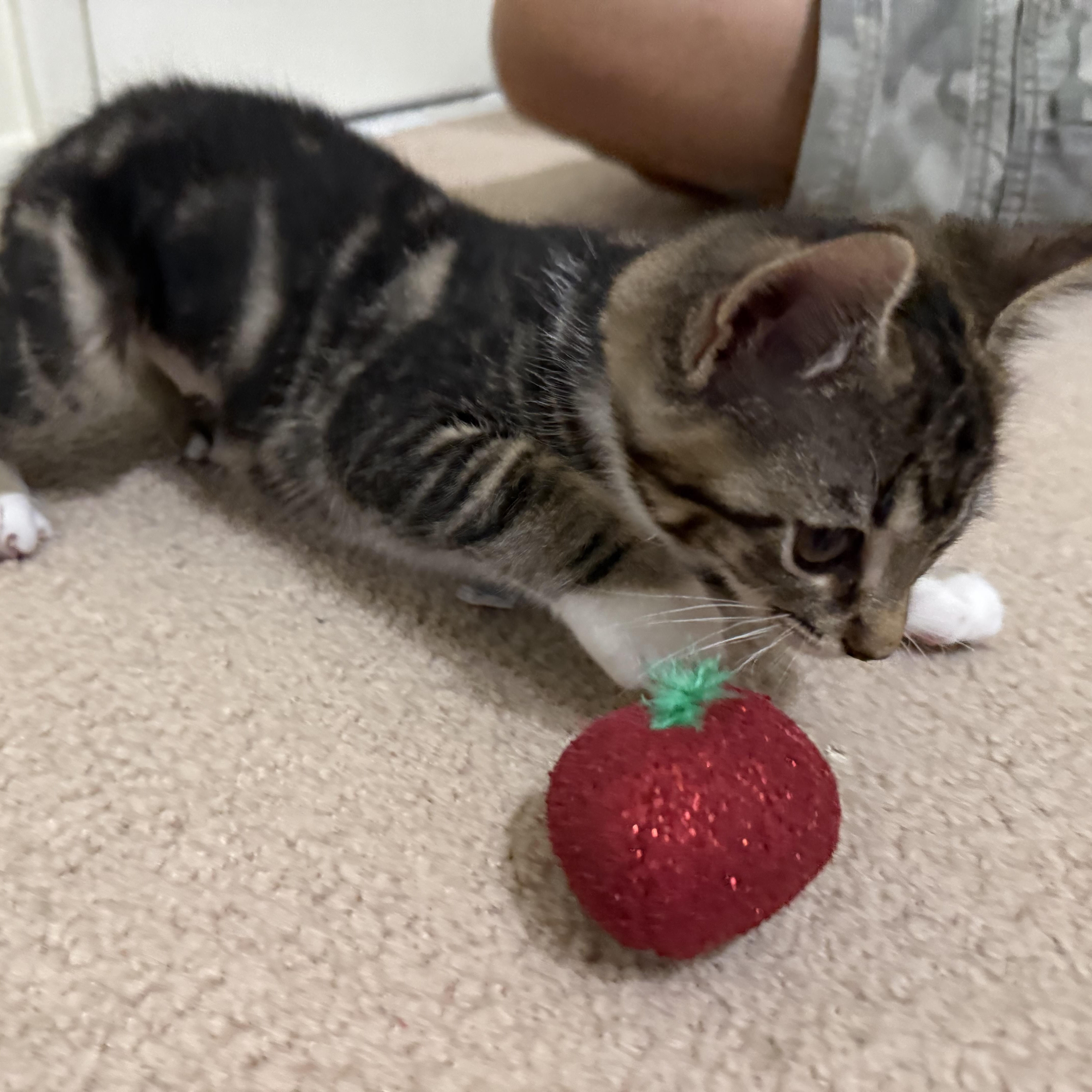 Olivia, a Adoptable Domestic Short Hair in South Lyon, MI image 2/4