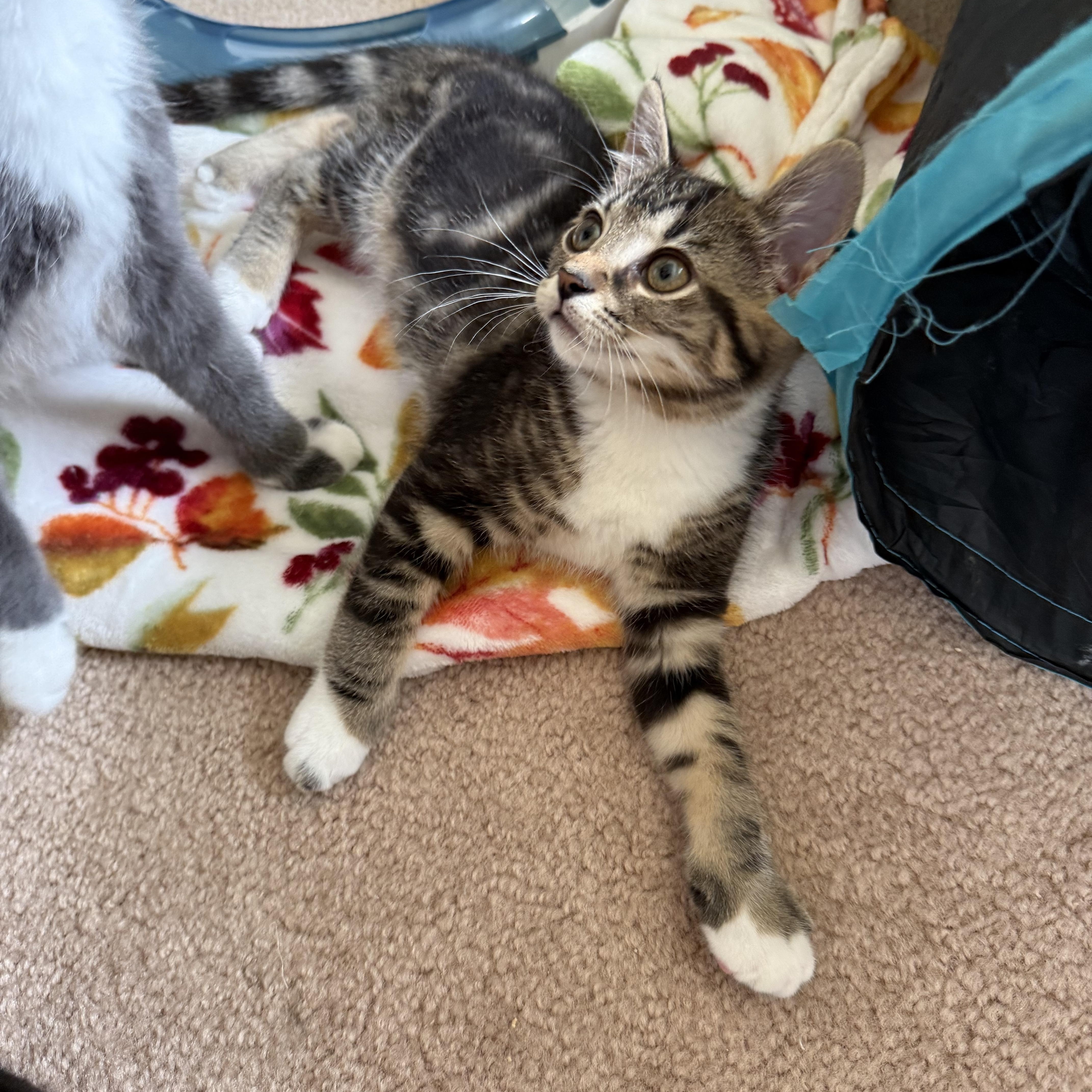 Olivia, a Adoptable Domestic Short Hair in South Lyon, MI image 3/4