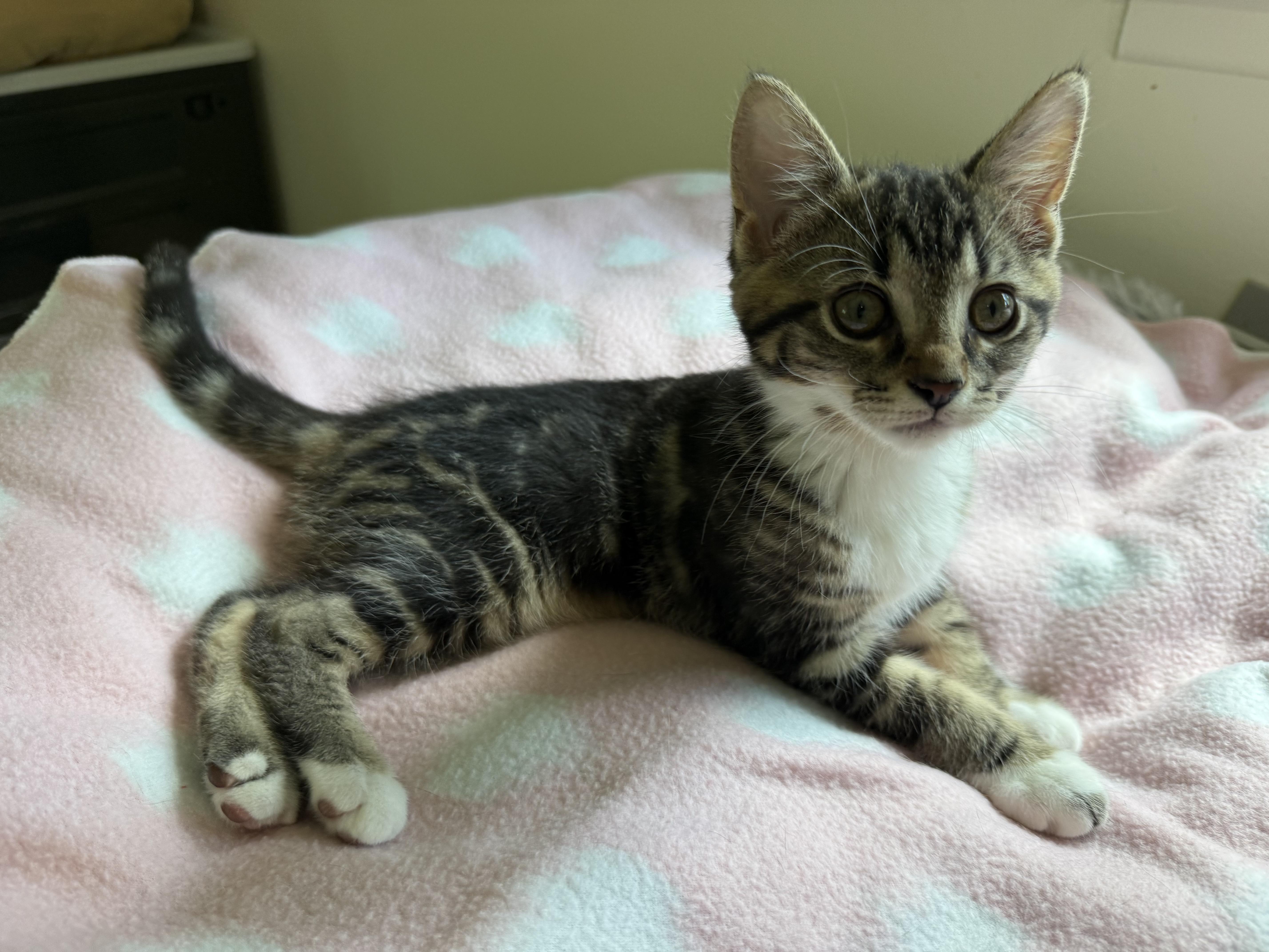 Olivia, a Adoptable Domestic Short Hair in South Lyon, MI image 4/4