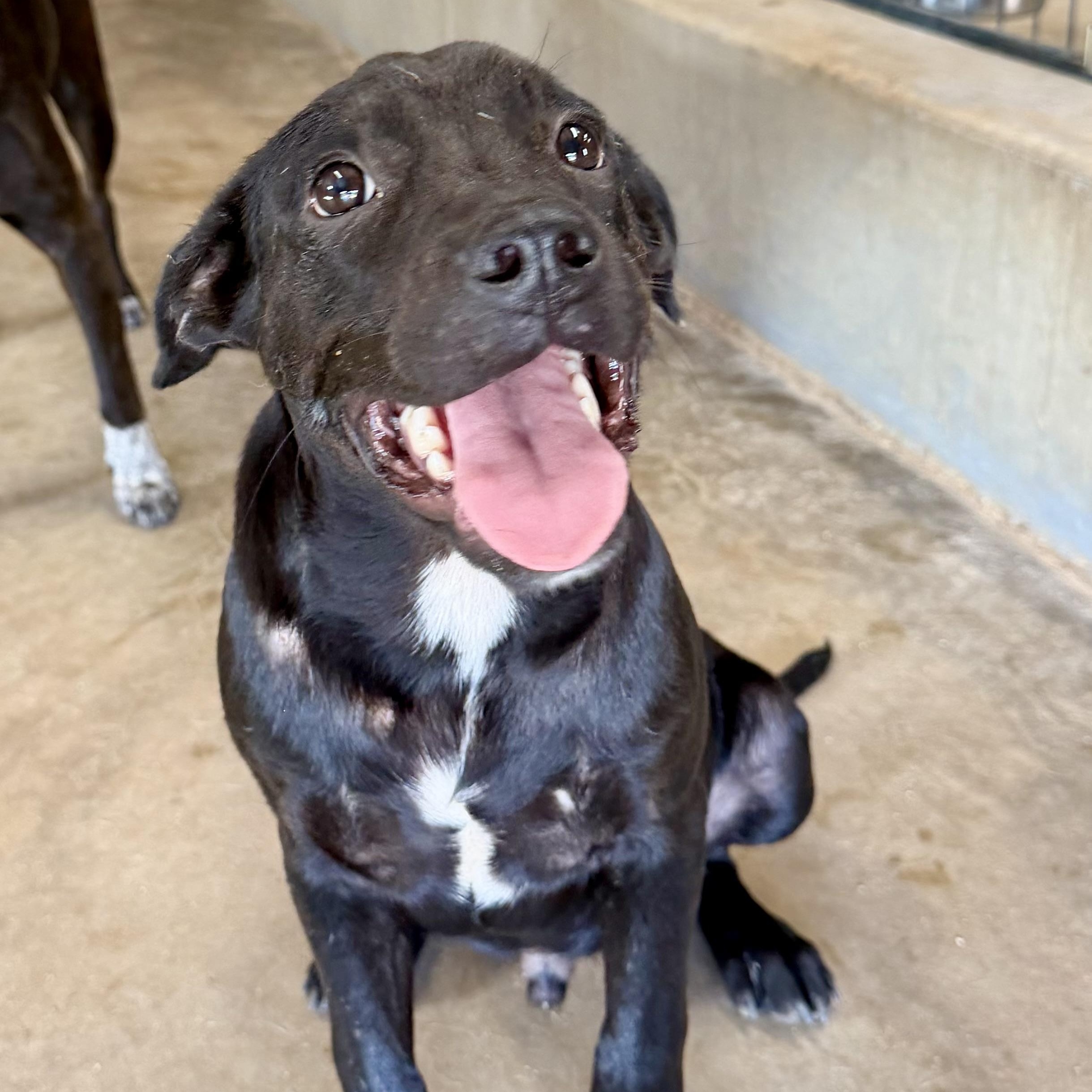 Enlarge Chad, a Adopted mixed breed in Brewton, AL image 4/5