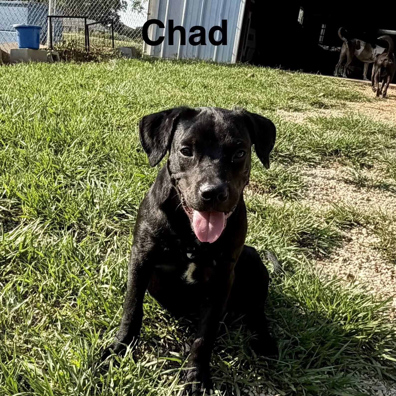 Chad, Adopted, Puppy Male Labrador Retriever.