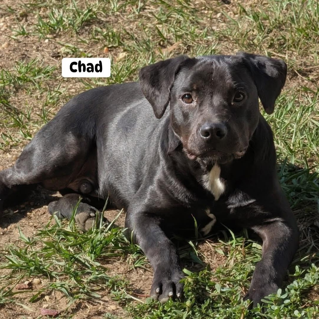 Enlarge Chad, a Adopted mixed breed in Brewton, AL image 5/5