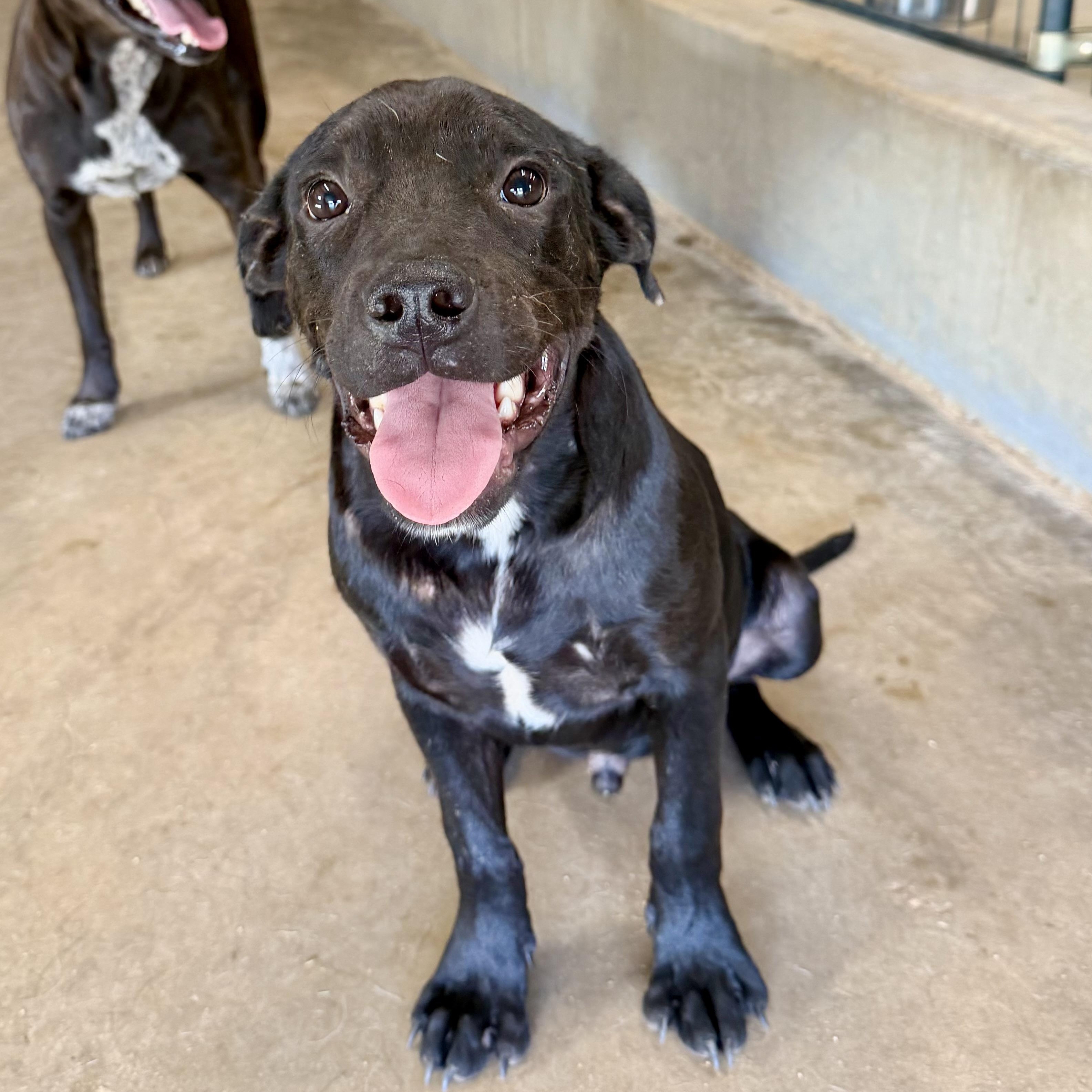 Enlarge Chad, a Adopted mixed breed in Brewton, AL image 3/5