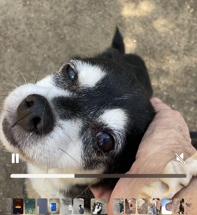 Princess and Zoro, a Adoptable Pomeranian in Beverly Hills, CA image 2/6